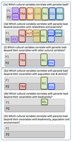 Schematic summary of the results of analyses. Boxes indicate a significant correlation between variables and parasite load. As more statistical controls are added, all the relationships proposed in previous research become spurious artefacts.