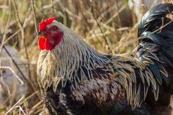 Domestic chickens were first introduced to eastern Africa from Asia in the 7th-8th centuries AD via Indian Ocean trade routes.