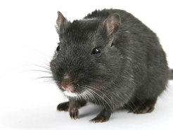 Black rats first arrived in eastern Africa from Asia in the 7th-8th centuries AD. They likely came as stowaways on trade ships from other parts of the Indian Ocean.