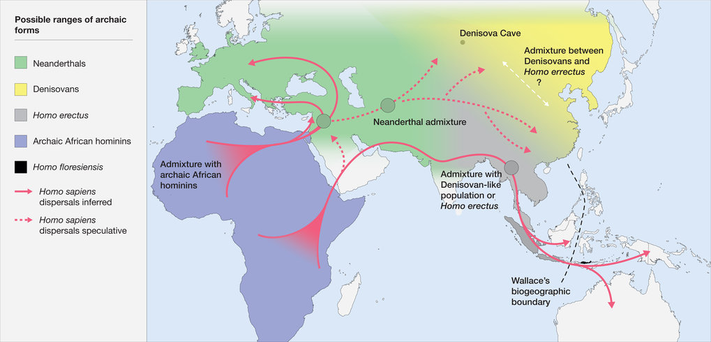 Homo sapiens developed a new ecological niche that separated it from ...