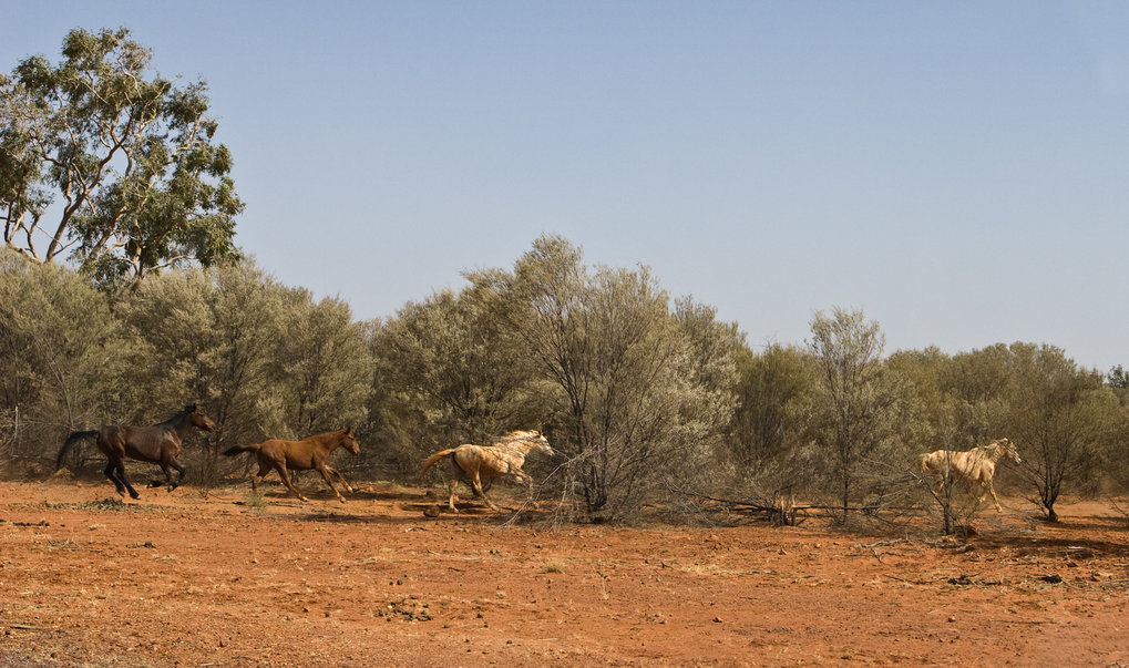 William Taylor and colleagues win DAAD grant to study horses in ...