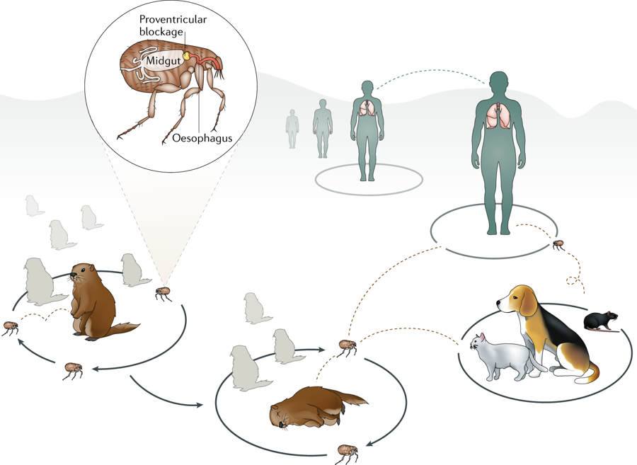 New Techniques In The Field Of Ancient Pathogens Genomics Aid Research On Infectious Diseases