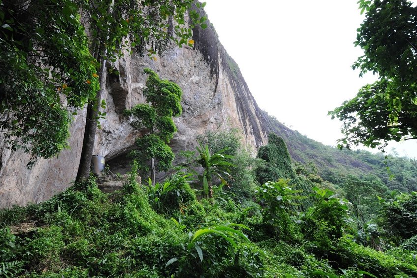 Fotografia Asian rainforest jungle - em