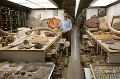 Smithsonian National Museum of Natural History’s Paleo Collection.
