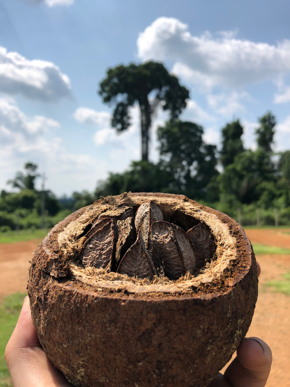 Opened Brazil nut