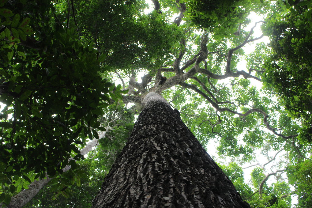 Exemplary Brazilnut tree in the Amazon Basin