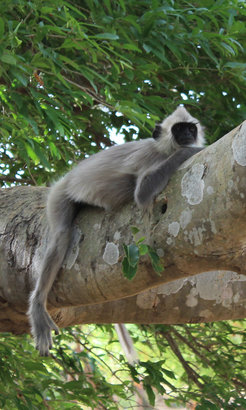 Grey langur (Semnopithecus entellus priam) in the Polonnaruwa Nature Sanctuary